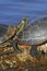 Western painted turtles