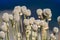 Western pasqueflower also known as towhead baby flower growing wild at Crater Lake National Park