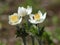 Western Pasqueflower - Anemone occidentalis