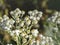 Western pearly everlasting blooming