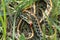 Western plains garter snake