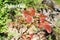 Western Poison Oak Leaf Blooming High Quality