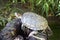 Western Pond Turtle (Actinemys marmorata or Emys marmorata)