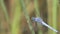 Western Pondhawk Dragonfly Close Up