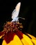 Western pygmy blue butterfly feeding on the nectar of calliopsis flower isolated on black background