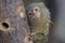 Western pygmy marmoset