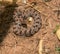 Western Pygmy Rattlesnake coiled in a defensive posture