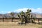 Western ranch yucca tree fence range
