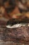 Western Rat snake