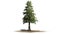 Western Red Cedar tree