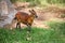 A western red flanked duiker