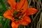 Western Red Lilly on the Prairie Grasslands