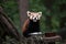 Western red panda Ailurus fulgens fulgens