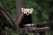 Western red panda Ailurus fulgens fulgens