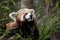 Western red panda Ailurus fulgens fulgens