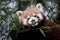 Western red panda Ailurus fulgens fulgens