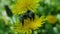 Western red-tailed bumblebee bombus lapidarius.