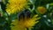 Western red-tailed bumblebee bombus lapidarius.
