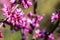 Western redbud Cercis occidentalis inflorescence, California