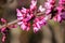 Western redbud Cercis occidentalis inflorescence, California