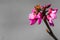 Western redbud Cercis occidentalis isolated on a green background, California