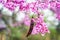The western redbud is a shrub in the legume family with bright flowers