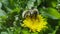 Western Redtailed Bumblebee Bombus lapidarius.