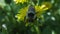 Western redtailed bumblebee bombus lapidarius.