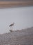 Western Reef Heron - Egret - Egretta Gularis Schistacea - standing in water
