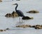 Western Reef heron in Jamnagar Marine Park