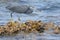 Western reef heron portrait