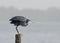 Western Reef Heron ready to fly