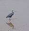 Western Reef Heron riverside