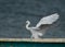 Western Reef heron white morphed on the top of a parked boat at Busaiteen coast of Bahrain