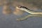 Western Ribbon Snake