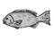 Western Rock Blackfish Australian Fish Cartoon Retro Drawing