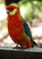 Western Rosella