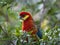 Western Rosella parrot feeding in a bush