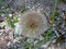 Western salsify flower seedhead