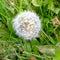 Western salsify or goatsbeard (Tragopogon dubius) - Flying Seeds