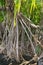 Western Samoa - tree roots