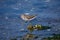 Western sand piper lifts its foot as it strides along the edge of the shore