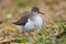 Western Sandpiper