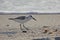 Western Sandpiper on beach with shells, sand, and surf