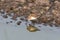 Western sandpiper bird