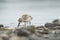 Western sandpiper feeding on seashore