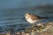 Western sandpiper feeding on seashore