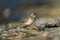 Western sandpiper feeding on seashore