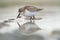 Western sandpiper feeding on seashore