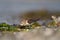 Western sandpiper feeding on seashore